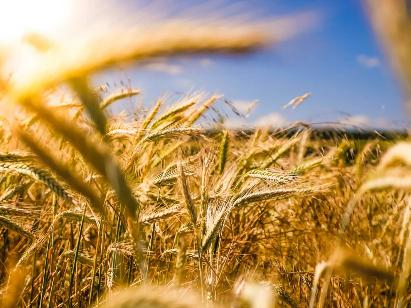 Champ de blé doré représentant les produits agricoles